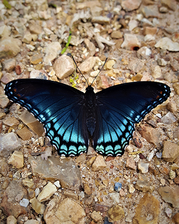 A black and blue Red-Spotted Admiral Butterfly sitting on gravel