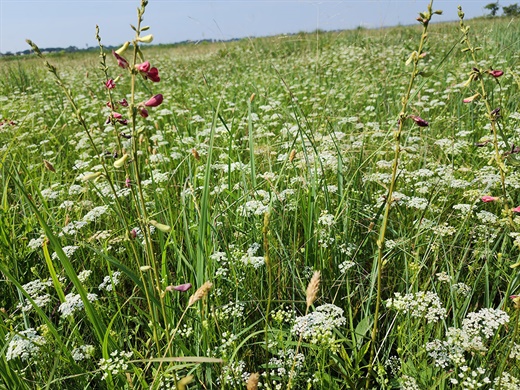 Looking back - 50 years of natural areas