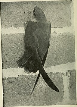 A closeup of a chimney swift bird clinging to the side of a brick wall with its wings tucked to its sides.
