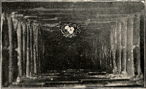 A chimney swift bird nest nestled inside of a brick chimney.